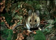 Wood Mouse